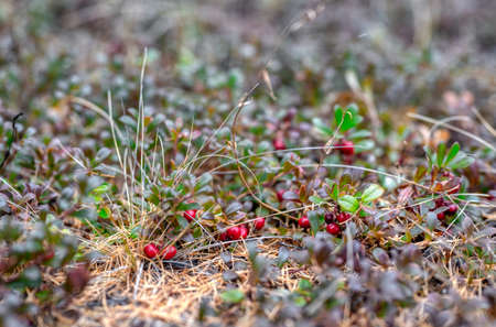 Wild taiga lingonberry. Red ripe berries rich in various vitamins.の写真素材