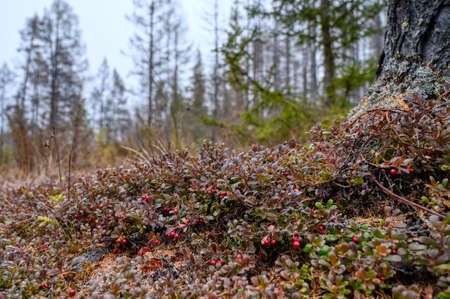 Wild taiga lingonberry. The plant is rich in various vitamins.の写真素材