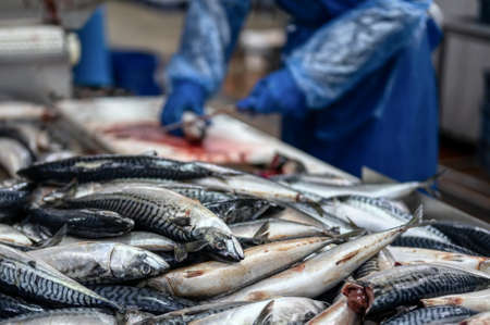 A large pile of mackerel carcasses. Sea fish. A worker cuts off the head of a fishの写真素材