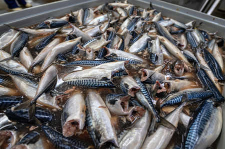 Lots of headless mackerel carcasses. Sea fish. Raw fish