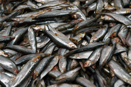 Sea sprat close up. Sprat is scattered over the surface.の写真素材