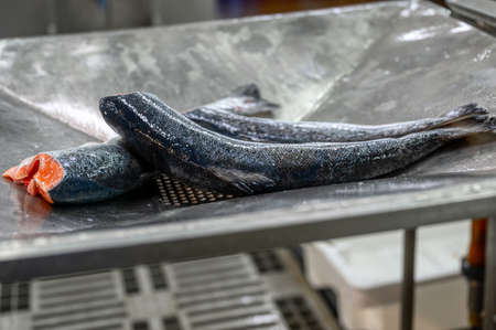 Headless and gutted salmon and trout carcasses lie on a metal table.