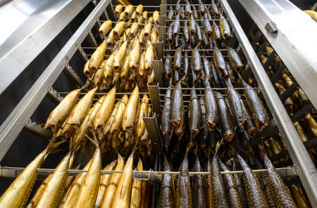 Industrial smoking of fish. Mackerel hangs on special metal rods in a smoking oven.