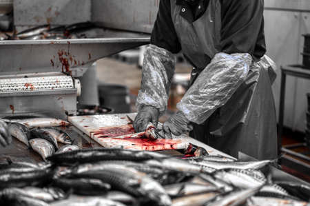 Sea fish. A worker cuts off the head of a fishの写真素材