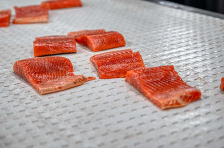 Trout fillet pieces lie on a white metal conveyorの写真素材