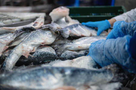 Frozen trout and salmon carcasses.の写真素材