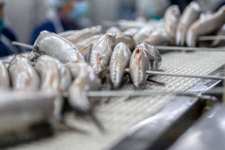 Mackerel carcasses are on a conveyor belt.の写真素材
