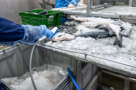 Cleaning chilled trout carcasses from ice crumbs.の写真素材