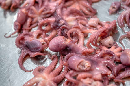 Pickled octopuses lie on a metal table. Ready-made seafoodの写真素材