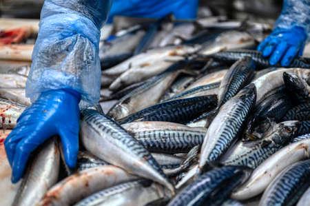 The worker selects fish from a large pile. Lots of mackerel carcasses. Sea fish.の写真素材