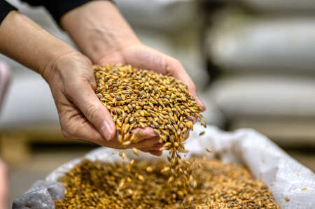 Two palms filled with wheat malt. Ingredient for brewing