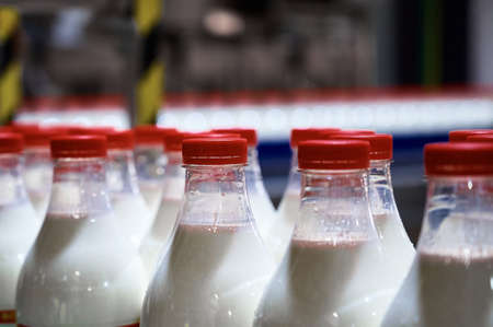 Plastic bottles filled with pasteurized milk on a factory conveyor.