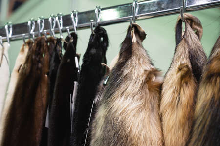 Natural fur of farmed animals samples hang on hooks on rackの写真素材
