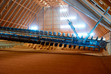 Raking phosphate mineral powder with tools in storehouse