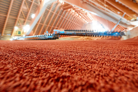 Raking phosphate mineral powder with tools in storehouseの写真素材