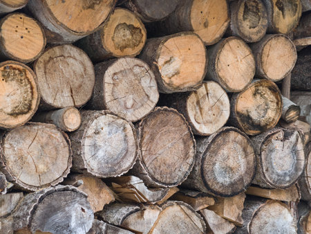Stacked firewood ready for winter warmth in a rustic cabin setting under soft afternoon light