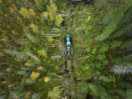 Logging operation with feller buncher in a dense forest area during daylight hoursの写真素材