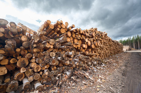 Large stack of freshly cut logs in a log yard under a cloudy sky near a forest areaの写真素材