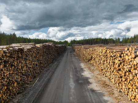 Temporary timber storage site lined with stacked logs on either side of a dirt road under a cloudy skyの写真素材