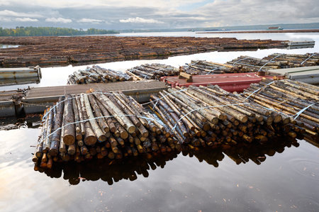 Logs floating on water in a lumber yard near a forested area during an overcast day