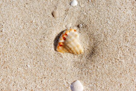 Snail