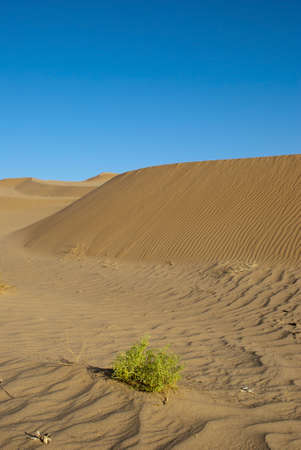 A green bush in the desertの写真素材