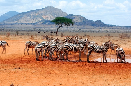 Zebras in a water holeの写真素材