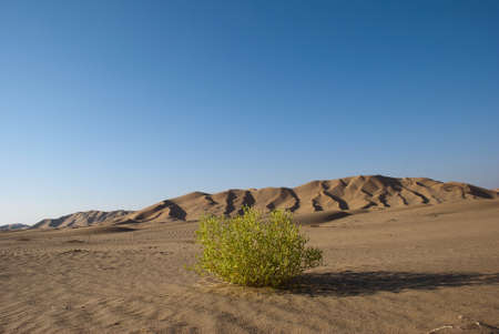  A green bush in the desertの写真素材