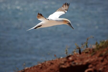 Two gannets on the cliffs of Helgoland の写真素材