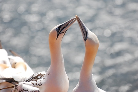 Two gannets on the cliffs of Helgoland の写真素材