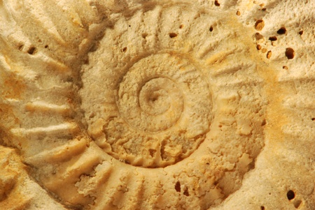 A  fossilized ammonite in close-upの写真素材