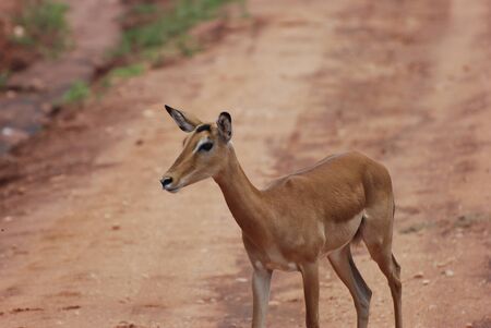 Female impala  Aepyceros melampus petersi の写真素材