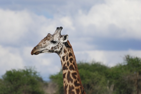Giraffe  Giraffa camelopardalis の写真素材