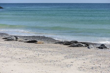 Grey Seals  Halichoerus grypus  on the beach on Heligoland の写真素材