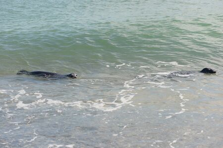 Seal on Helgoland in waterの写真素材