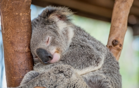 Sleeping Koala Bear in Treeの写真素材
