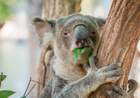 Eating Koala Bear in Treeの写真素材