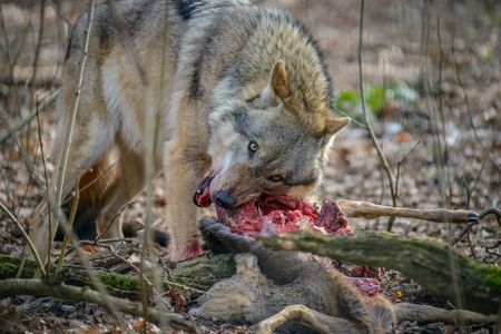eating gray wolf in the forestの写真素材