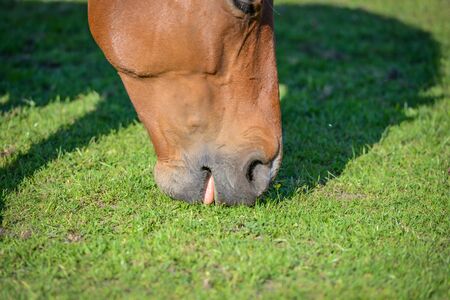Brown horse on green grassの写真素材