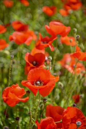 Cultivation of poppies (Papaver rhoeas) on the field near vienna, austriaの写真素材
