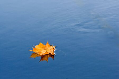 yellow leaf reflection on waterの写真素材