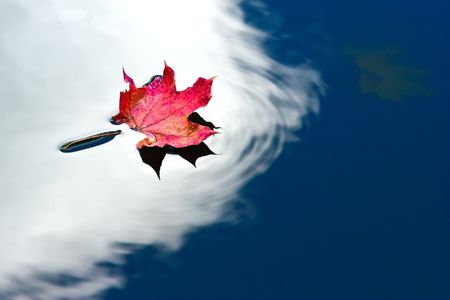 red leaf floating in water with sky reflectionの写真素材