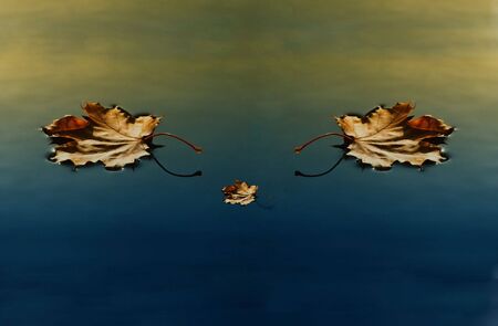 three leaves floating in water multicolorの写真素材