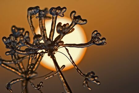 iced branch with the sun in yellow grey backgroundの写真素材