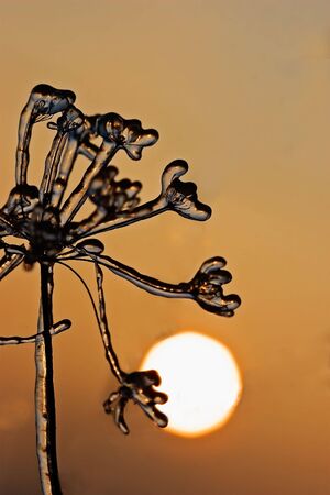 iced bough with the sun in backgroundの写真素材