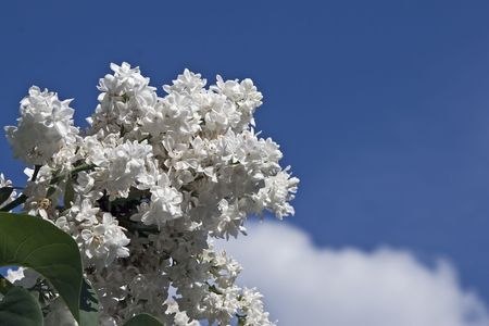 blooming white lilac in springの写真素材