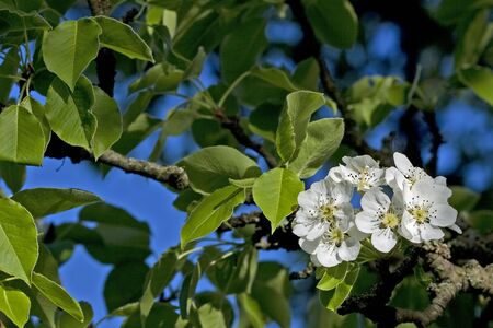 blooming appletree branch with green leaves in springの写真素材