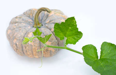 thai pumpkin and leaveの写真素材