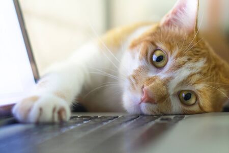 Cat sleeping over a laptop on wooden desk with sunrise background