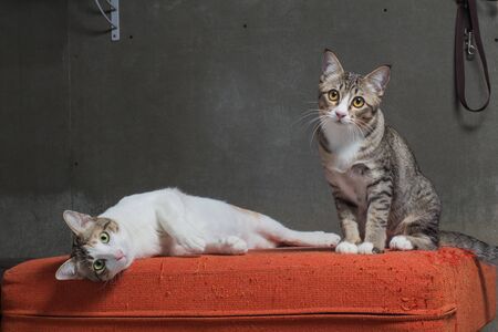 Cats sitting on scratched orange fabric sofa on cray background